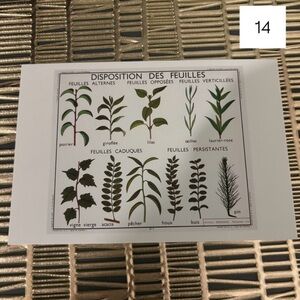 French Language Single Postcard Art - Vintage Botany - Arrangement of Leaves 14